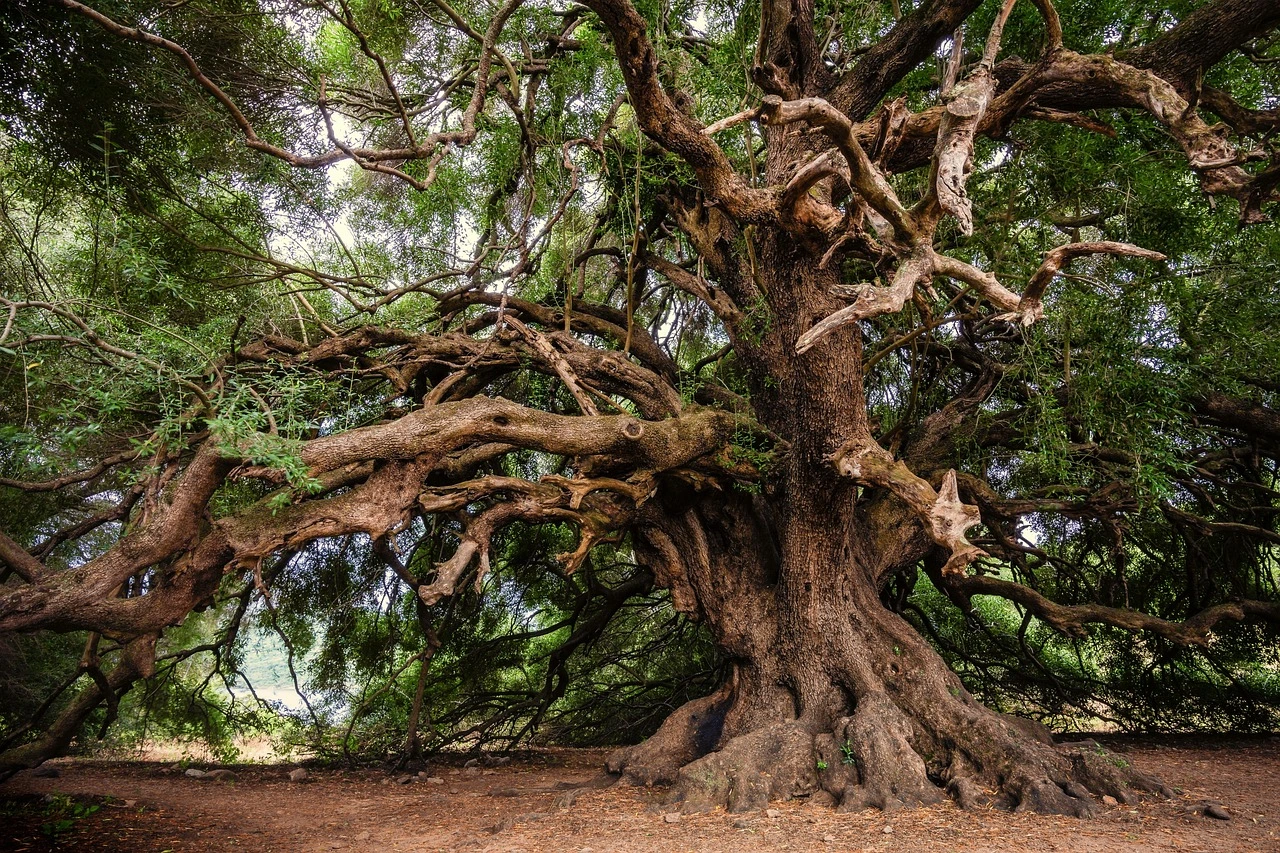 Foto di un albero di ulivo secolare